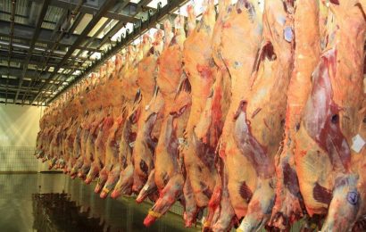 Governo dos Açores assegura qualidade das carcaças de bovinos abatidos nos matadouros da Região