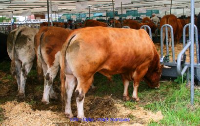Açores efetuam primeira exportação de bovinos vivos para Marrocos