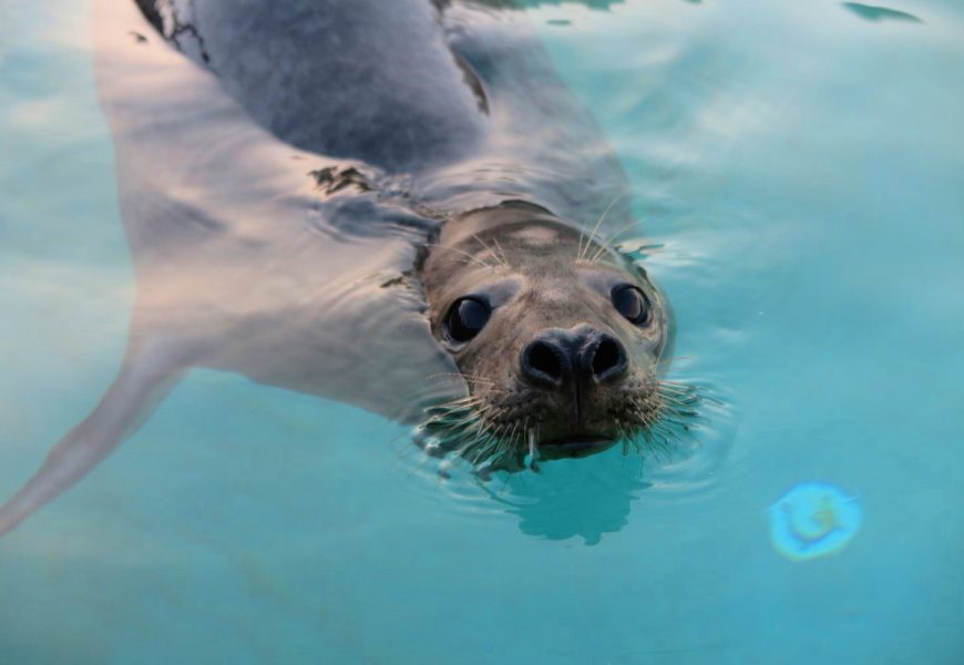 Foca resgatada na Ilha de São Jorge é hoje devolvida ao seu habitat natural