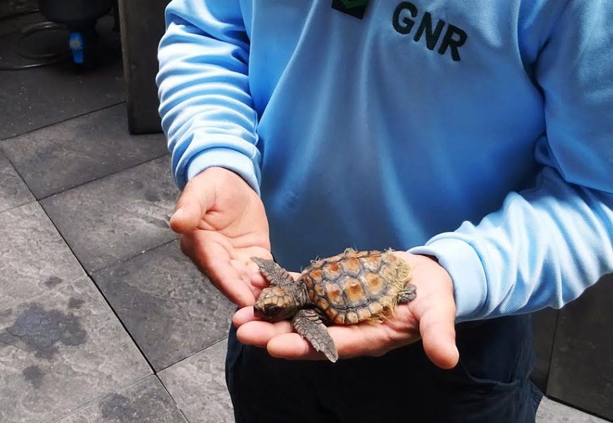 GNR faz recuperação de tartaruga em perigo de extinção – Ilha do Faial GNR faz recuperação de tartaruga em perigo de extinção – Ilha do Faial