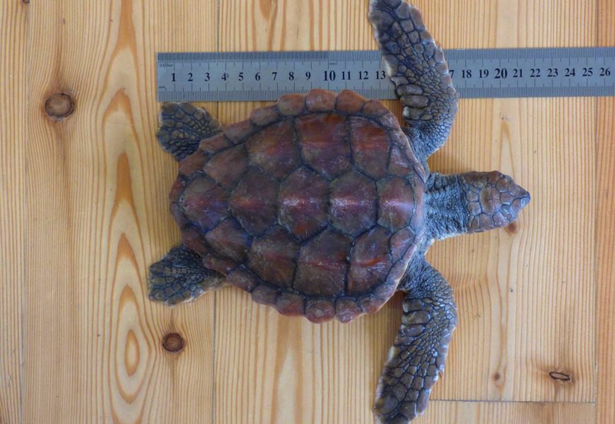 Tartaruga salva pelos Vigilantes da Natureza da Ilha do Faial