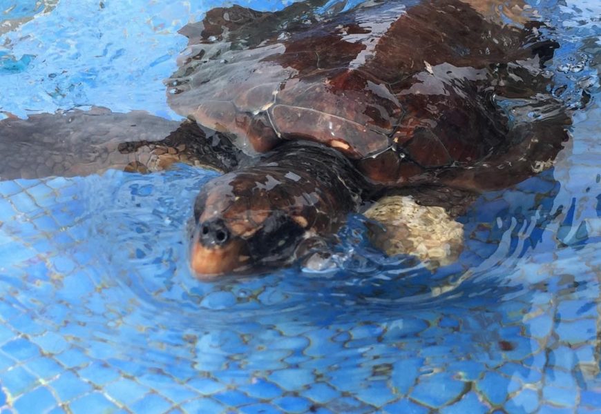 Tartaruga devolvida ao meio natural – Ilha de Santa Maria