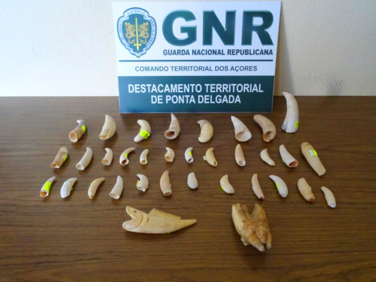 GNR apreende 34 dentes de mamíferos (cetáceos) – Ponta Delgada – Ilha de São Miguel