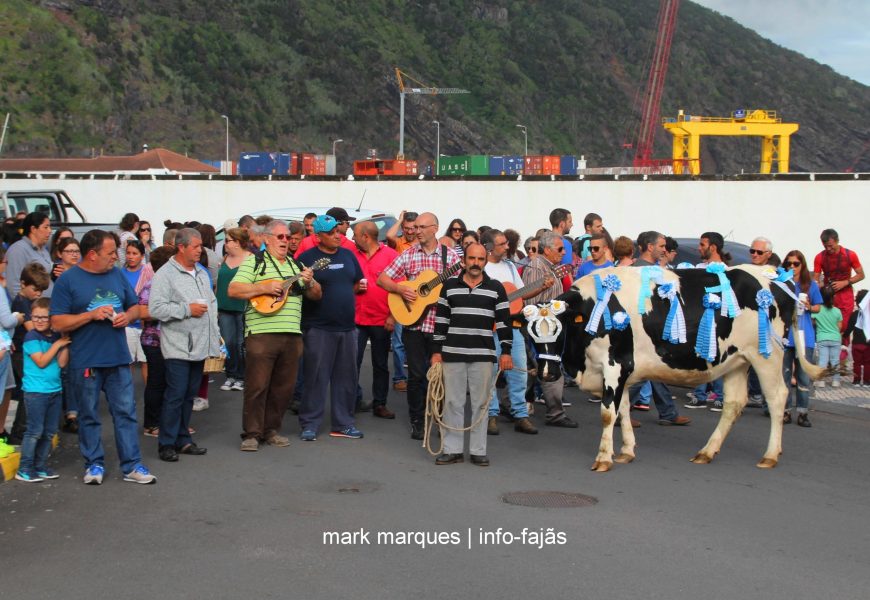 CORTEJO DO GADO PARA O ESPÍRITO SANTO – Vila das Velas – Ilha de São Jorge (c/ vídeo)