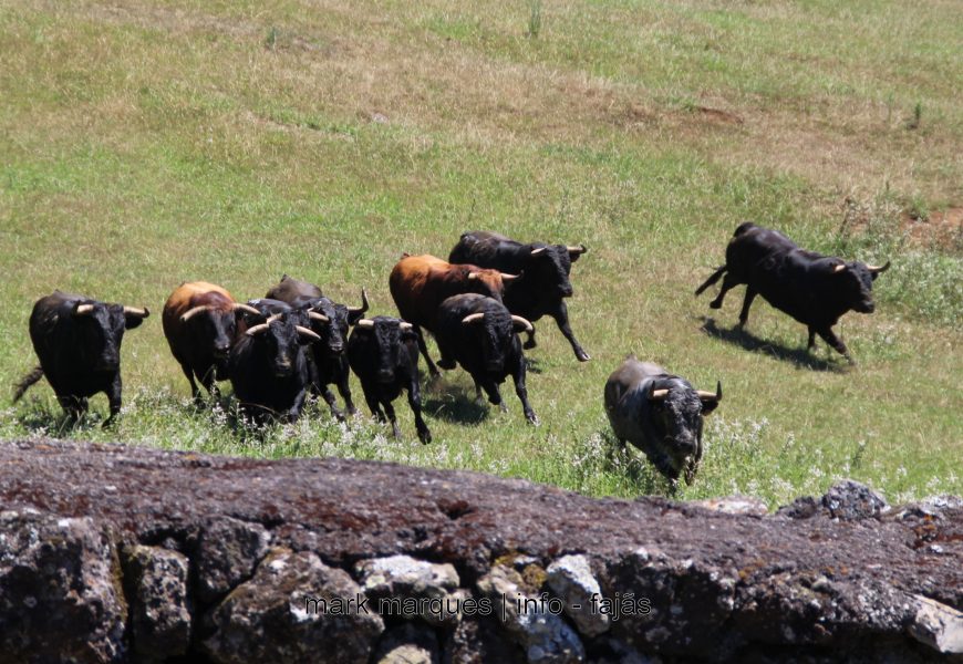 APARTAR DOS TOUROS – GANADARIA ÁLVARO AMARANTE – Ilha de São Jorge (c/ reportagem fotográfica) APARTAR DOS TOUROS – GANADARIA ÁLVARO AMARANTE – Ilha de São Jorge (c/ reportagem fotográfica)