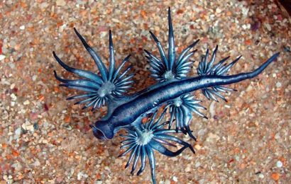 Esclarecimento da Secretaria Regional do Mar sobre o“dragão azul” (Glaucus atlanticus)