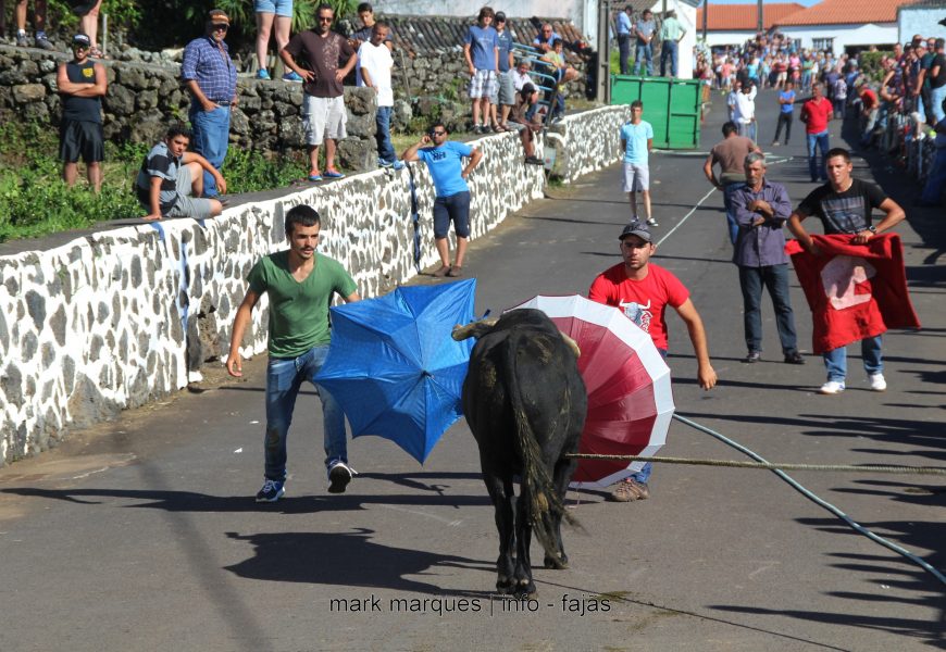 TOURADA À CORDA – FESTAS DE SANTA ANA – BEIRA – Ilha de São Jorge. (c/ reportagem fotográfica)