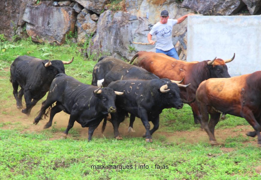 APARTAR TOUROS PUROS – GANADARIA ÁLVARO AMARANTE – Ilha de São Jorge (c/ reportagem fotográfica)