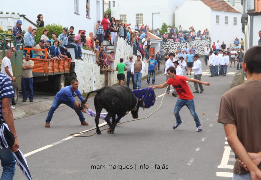 TOURADA À CORDA – NORTE GRANDE – Ilha de São Jorge (c/ reportagem fotográfica)