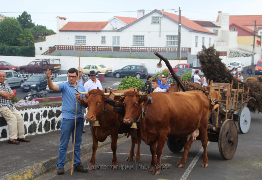 BODO DE LEITE – NORTE PEQUENO – Ilha de São Jorge (c/ reportagem fotográfica) BODO DE LEITE – NORTE PEQUENO – Ilha de São Jorge (c/ reportagem fotográfica)