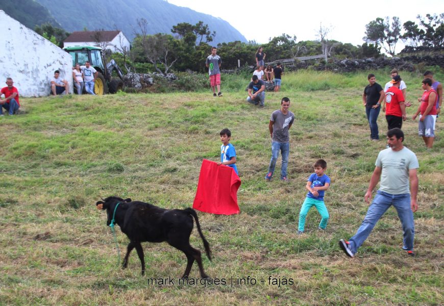 VACADA DA PEQUENADA – Fajã do Ouvidor (Norte Grande) Ilha de São Jorge (c/ vídeo)