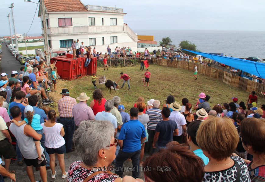 VACADA NA FAJÃ GRANDE – CALHETA – Ilha de São Jorge (c/ vídeo) VACADA NA FAJÃ GRANDE – CALHETA – Ilha de São Jorge (c/ vídeo)