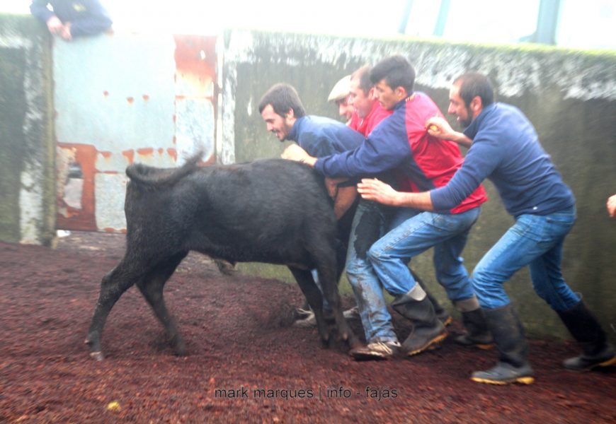 JOVENS AFICIONADOS PARTICIPAM NA FERRA – ILHA DE SÃO JORGE (c/ vídeo) JOVENS AFICIONADOS PARTICIPAM NA FERRA – ILHA DE SÃO JORGE (c/ vídeo)