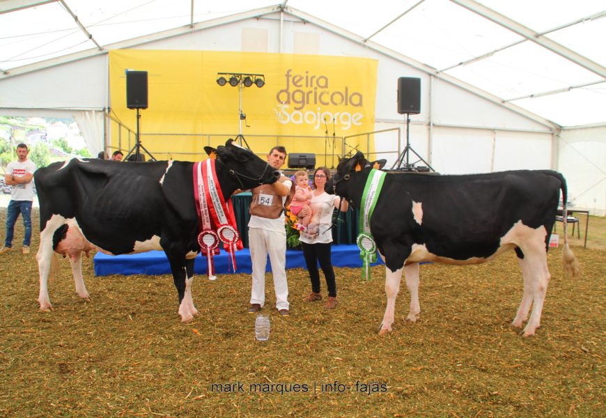 FEIRA AGRÍCOLA SÃO JORGE 2018 – (Concurso de Bovinos – Holstein /Frísia) – Ilha de São Jorge (c/ reportagem fotográfica)