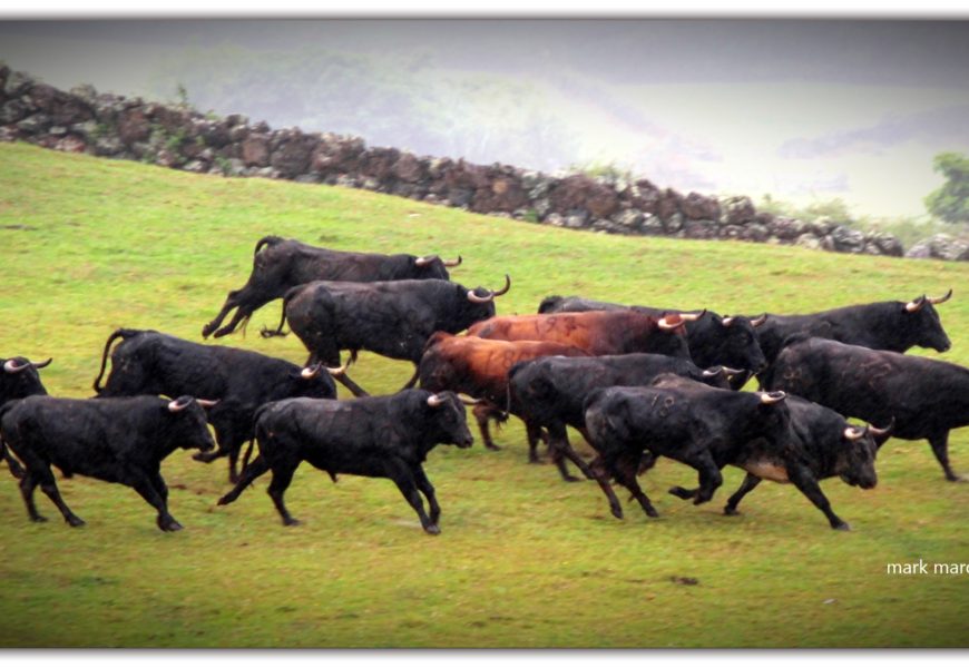 APARTAR DOS TOUROS NA GANADARIA ÁLVARO AMARANTE – Ilha de São Jorge (c/ reportagem fotográfica)