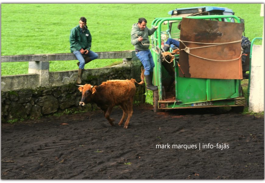 Festa na Ferra da Ganadaria JOSÉ EDUARDO SILVA (Cabita) – Beira – Ilha de São Jorge (c/ reportagem fotográfica) Festa na Ferra da Ganadaria JOSÉ EDUARDO SILVA (Cabita) – Beira – Ilha de São Jorge (c/ reportagem fotográfica)