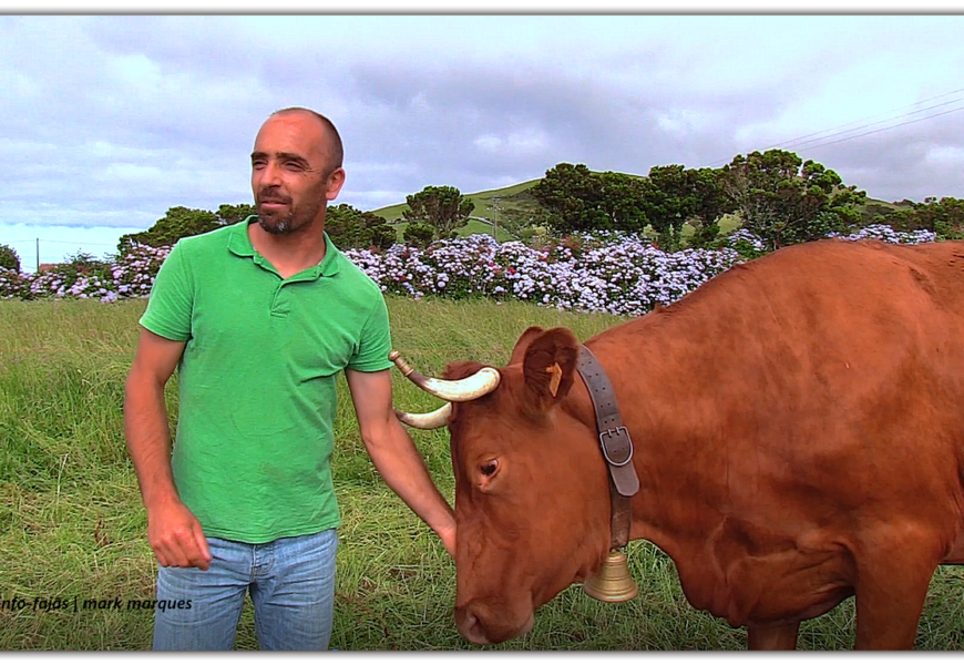 ANTÓNIO BRASIL – CRIADOR DE GADO BOVINO DA RAÇA RAMO GRANDE – Norte Pequeno – Ilha de São Jorge (c/ vídeo)
