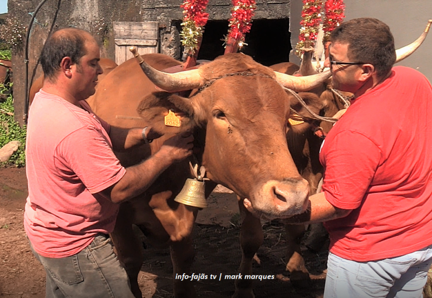 PREPARAÇÃO PARA O CORTEJO DE JUNTAS DE BOIS E VACAS – Santo Antão – Ilha de São Jorge (c/ vídeo)
