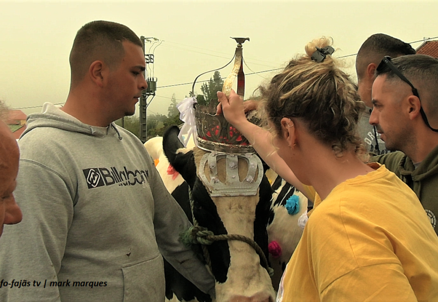 “Festa e cortejo do gado” – Norte Pequeno – Ilha de São Jorge (c/ vídeo)