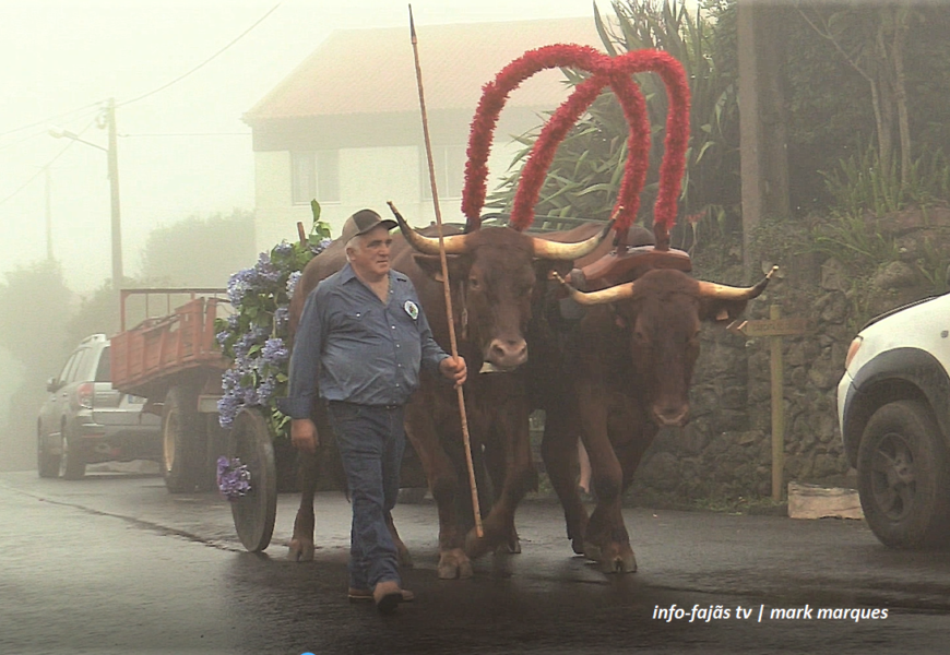 CORTEJO DE JUNTAS DE BOIS E VACAS – Cruzal – Santo Antão – Ilha de São Jorge (c/ vídeo)