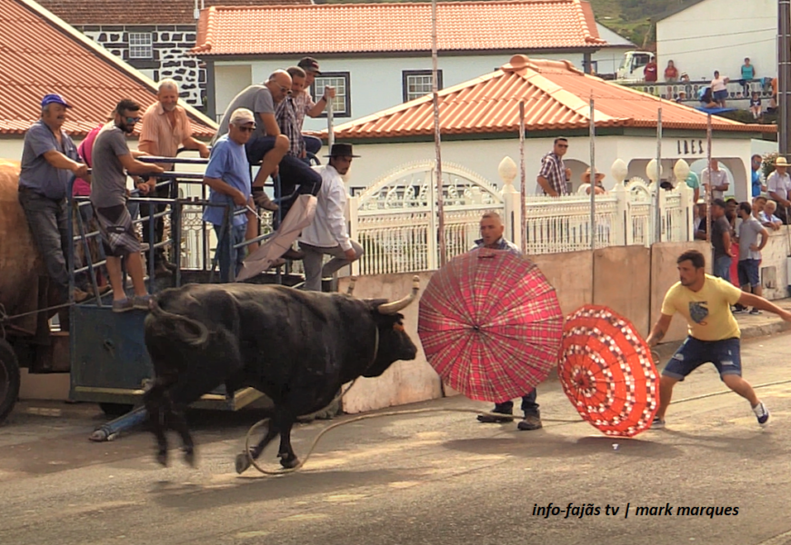 “Tourada à Corda” – Norte Pequeno – Ilha de São Jorge (21.08.2022) (c/ vídeo)