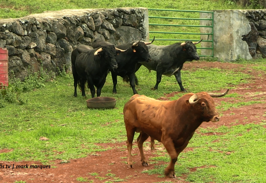 “Apartar de Touros para Tourada à Corda” – Ganadaria Álvaro Amarante – Ilha de São Jorge (c/ vídeo)