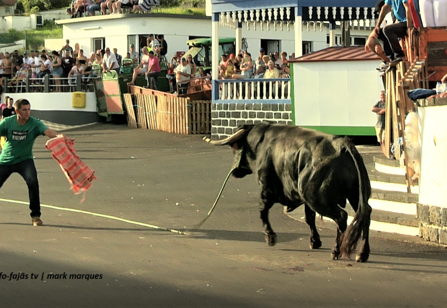 Tourada à Corda – Rosais – Ilha de São Jorge (c/ vídeo)
