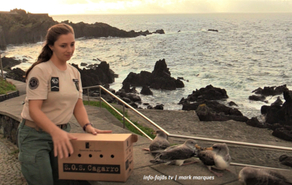 Largada de Cagarros – Campanha SOS Cagarro 2022 – Ilha de São Jorge (c/ vídeo)
