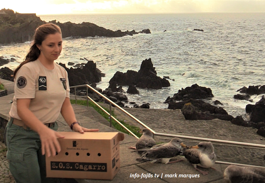 Largada de Cagarros – Campanha SOS Cagarro 2022 – Ilha de São Jorge (c/ vídeo)