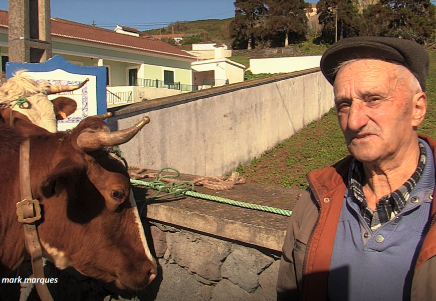 Gado Bovino em Rosais na Festa de Santo Antão / Entrevistas – Ilha de São Jorge  (c/ vídeo)