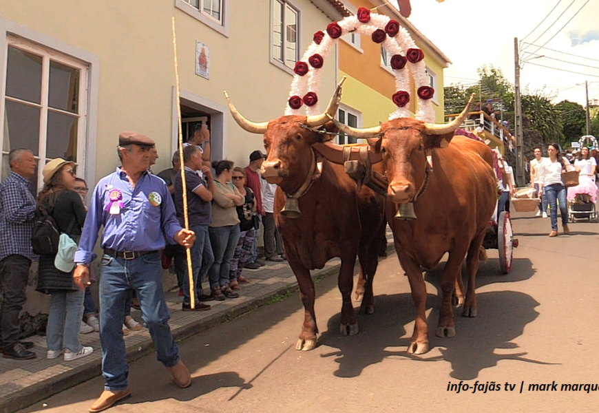 Vila do Topo promove o tradicional Bodo de Leite – Ilha de São Jorge (c/ vídeo)