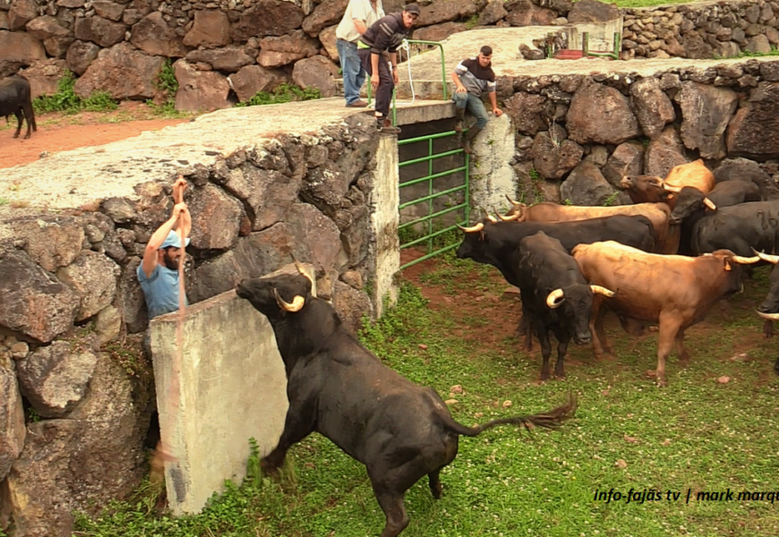 “Apartar de Touros” – Ganadaria AA – Álvaro Amarante – Ilha de São Jorge (c/ vídeo)