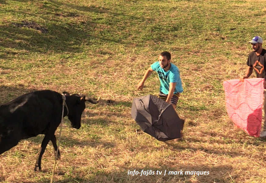 “VACADA” – Fajã do Ouvidor / Norte Grande – Ilha de São Jorge (c/ vídeo) “VACADA” – Fajã do Ouvidor / Norte Grande – Ilha de São Jorge (c/ vídeo)