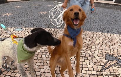 “VELAS ASSINALA DIA MUNDIAL DO ANIMAL” – Campanha de adoção – Ilha de São Jorge (c/ vídeo)