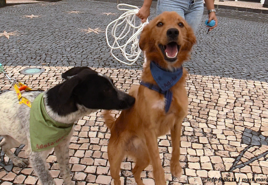 “VELAS ASSINALA DIA MUNDIAL DO ANIMAL” – Campanha de adoção – Ilha de São Jorge (c/ vídeo)