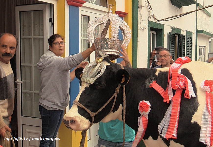 “CORTEJO DA VAQUINHA” – Império do Bairro da Conceição – Festa da Santíssima Trindade – Vila das Velas – Ilha de São Jorge (c/ vídeo) “CORTEJO DA VAQUINHA” – Império do Bairro da Conceição – Festa da Santíssima Trindade – Vila das Velas – Ilha de São Jorge (c/ vídeo)