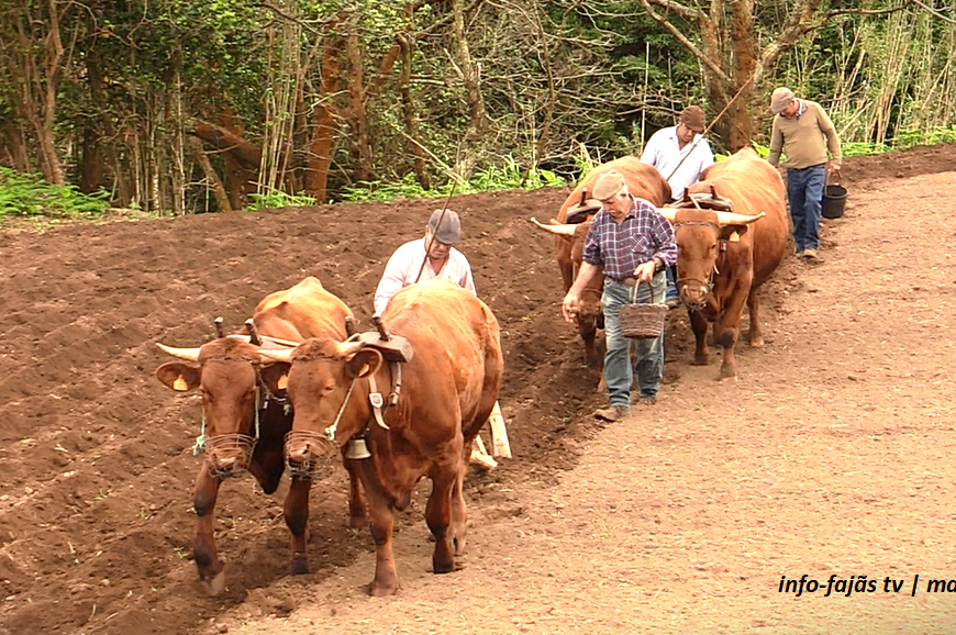 “HÁ 50 ANOS ERA TUDO ASSIM” – Semear o milho – Topo – Ilha de São Jorge (c/ vídeo)