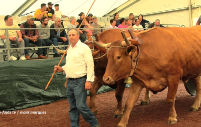 “CORTEJO ETNOGRÁFICO COM BOVINOS DO RAMO GRANDE” – Feira Agrícola de S. Jorge – 2024 (c/ vídeo)