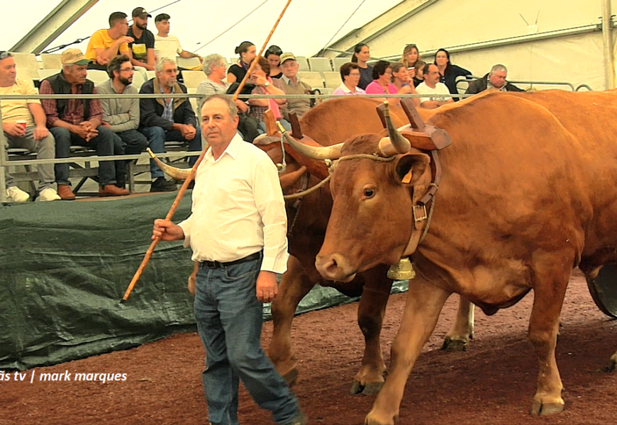 “CORTEJO ETNOGRÁFICO COM BOVINOS DO RAMO GRANDE” – Feira Agrícola de S. Jorge – 2024 (c/ vídeo)
