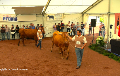 “CONCURSO DE BOVINOS DA RAÇA DO RAMO GRANDE” – Feira Agrícola da Ilha de São Jorge – 2024 (c/ vídeo)