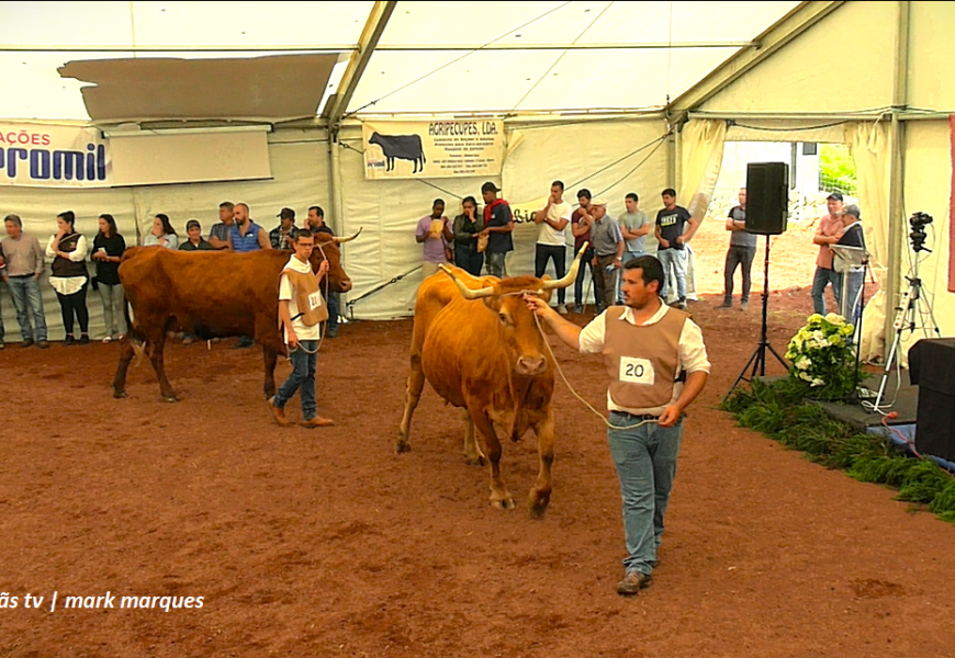 “CONCURSO DE BOVINOS DA RAÇA DO RAMO GRANDE” – Feira Agrícola da Ilha de São Jorge – 2024 (c/ vídeo)