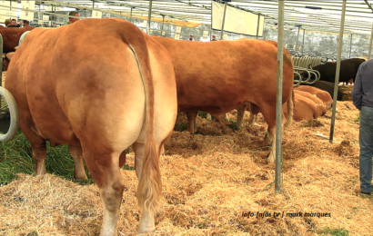 FEIRA AGRÍCOLA – ILHA DE SÃO JORGE 2024 – Exposição de gado bovino (c/ vídeo)