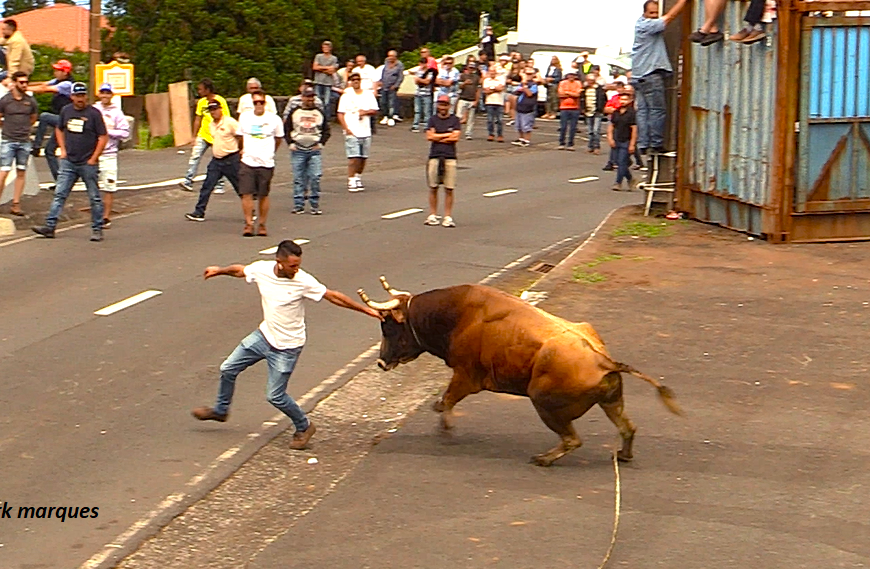 1ª TOURADA À CORDA – Santo António – Ilha de São Jorge (10.06.2024) (c/ vídeo)