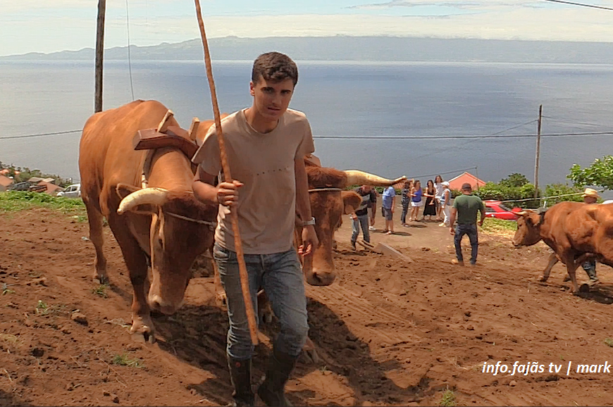 “ESCREPAGEM TRADICIONAL” – O manter de uma tradição – Manadas – Ilha de São Jorge (c/ vídeo) “ESCREPAGEM TRADICIONAL” – O manter de uma tradição – Manadas – Ilha de São Jorge (c/ vídeo)