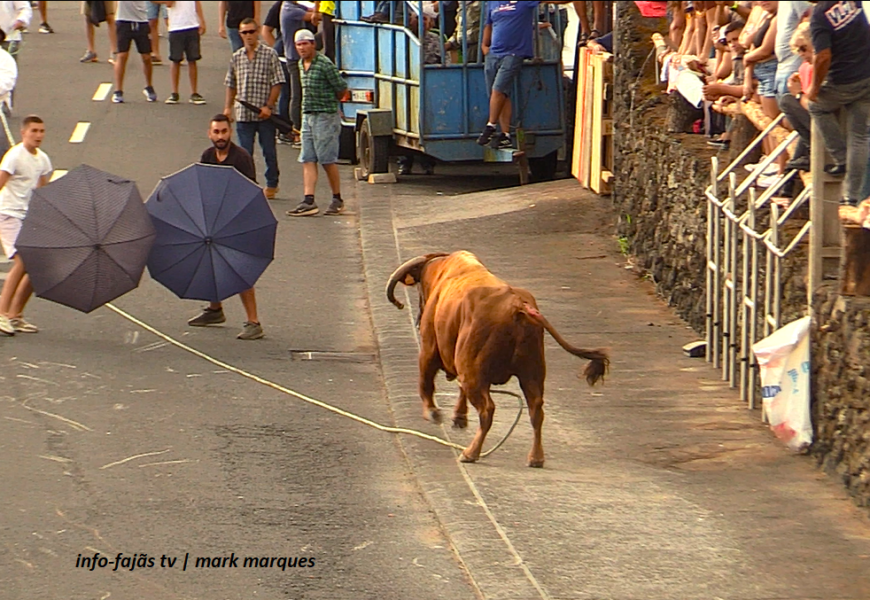 “TOURADA À CORDA” – Festa de São Mateus – Urzelina – Ilha de São Jorge (21.09.2024) (c/ vídeo)