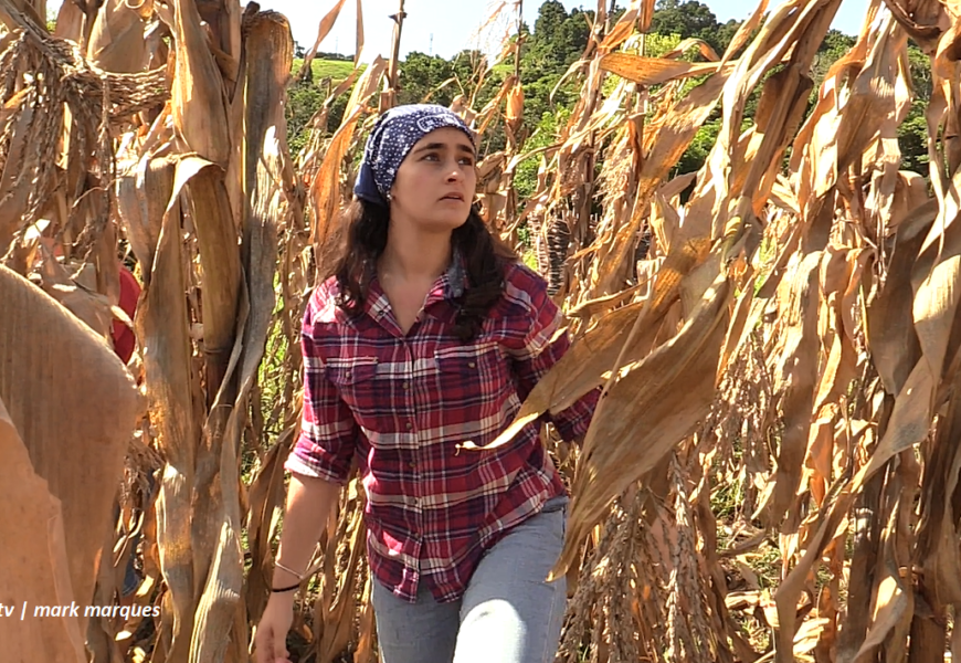 “APANHA DO MILHO COMO ANTIGAMENTE” – Topo – Ilha de São Jorge (outubro / 2024) (c/ vídeo)