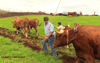 “A TRADIÇÃO NO PRESENTE” – Escrepagem da Terra – Topo – Ilha de São Jorge (26.10.2024) (c/ vídeo)