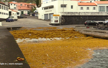 “ACUMULAÇÃO DE ALGAS” no Porto das Velas – Ilha de São Jorge – Açores (11.01.2025) (c/ vídeo)