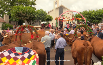 “CORTEJO DE CARROS DE BOIS ” no lugar do Cruzal – Santo Antão – Ilha de São Jorge (02.08.2025) (c/ vídeo)