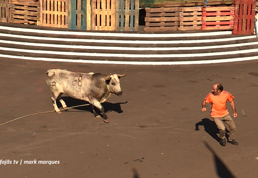“2ª TOURADA À CORDA” – Festa de Nª Srª do Rosário – Rosais – Ilha de São Jorge (18.08.2025) (c/ vídeo)